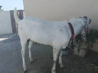 white bakra 2 teeth