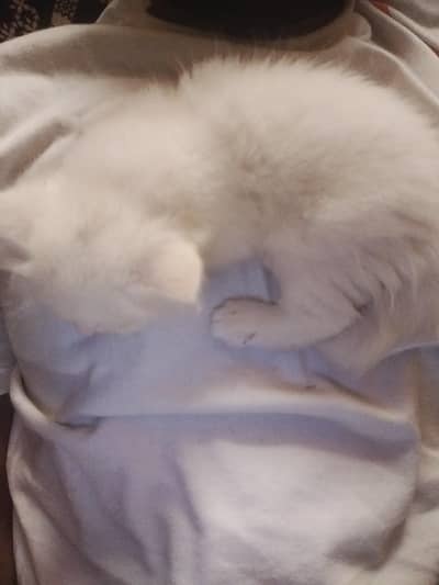 baby kitten