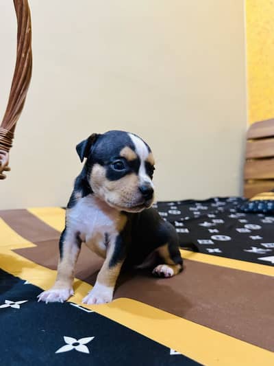 American Bully Puppies