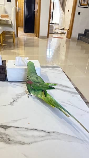 kashmiri raw parrot