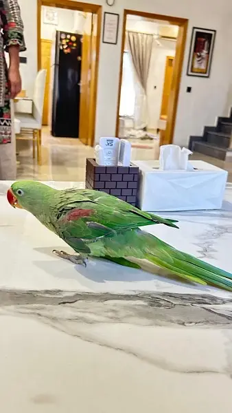kashmiri raw parrot — photo 2