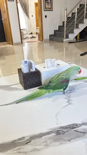kashmiri raw parrot — photo 4