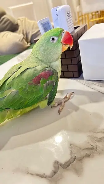 kashmiri raw parrot — photo 5