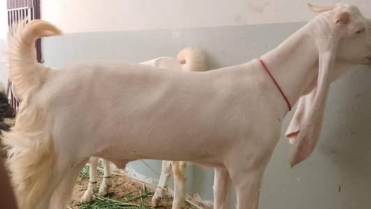 gulabi bakra