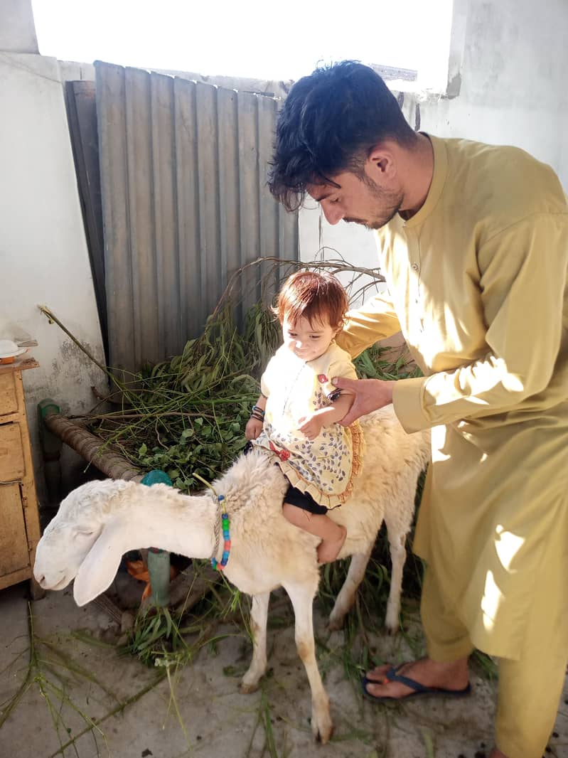 sheep's 1