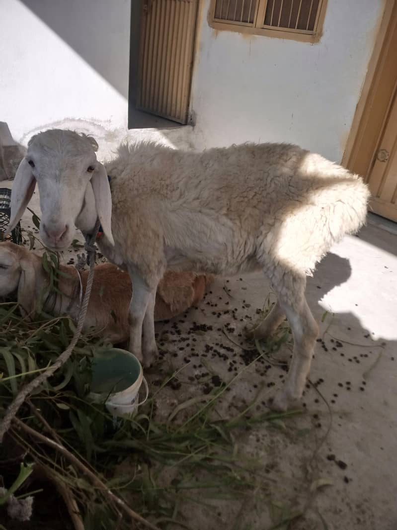 sheep's 2