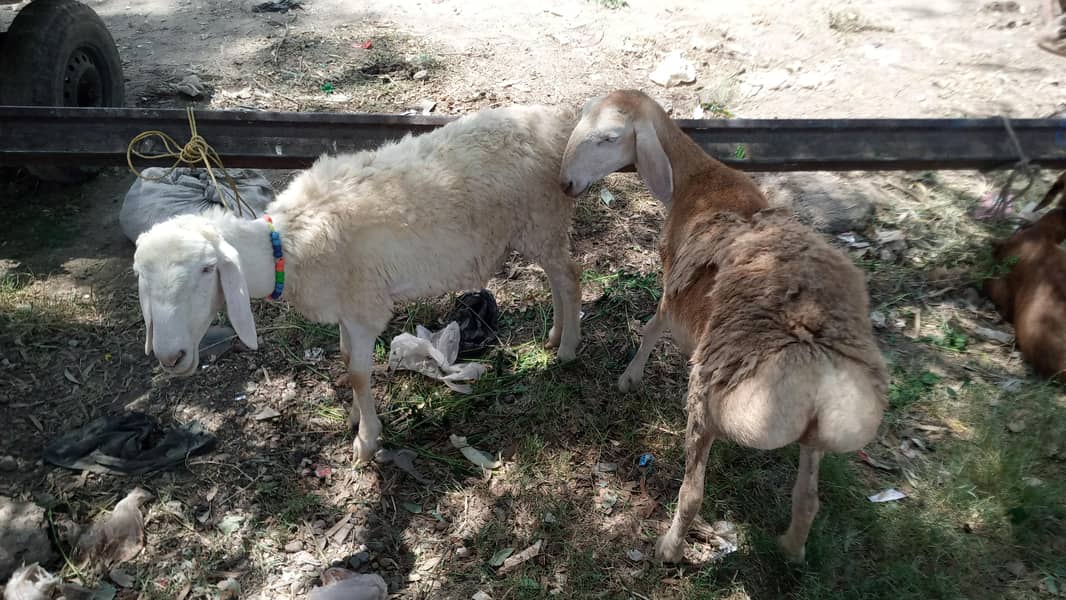 sheep's 5