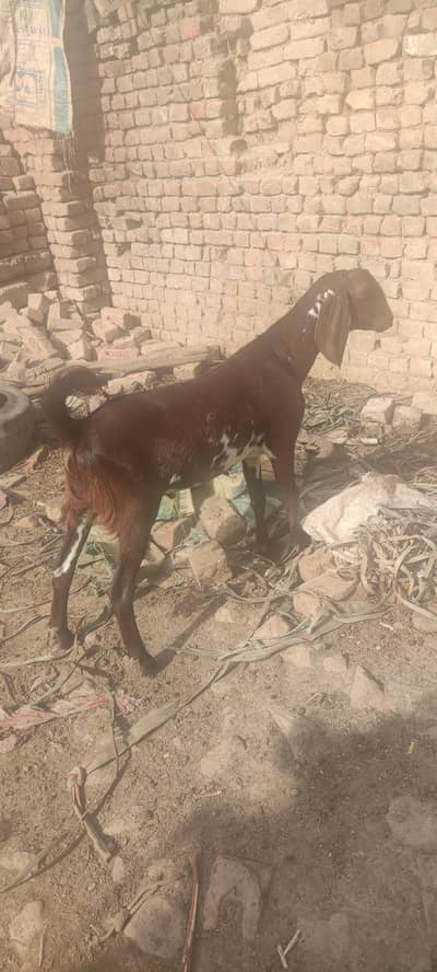 Pure Brown & White Spot Healthy Bakra For Qurbani