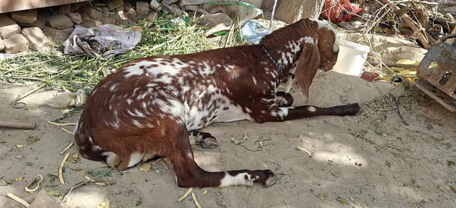 Qurbani K Liye Bakra