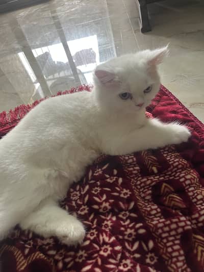Sell cat