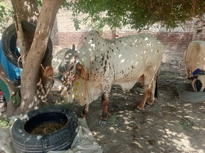 Bull for Sale | For Eid