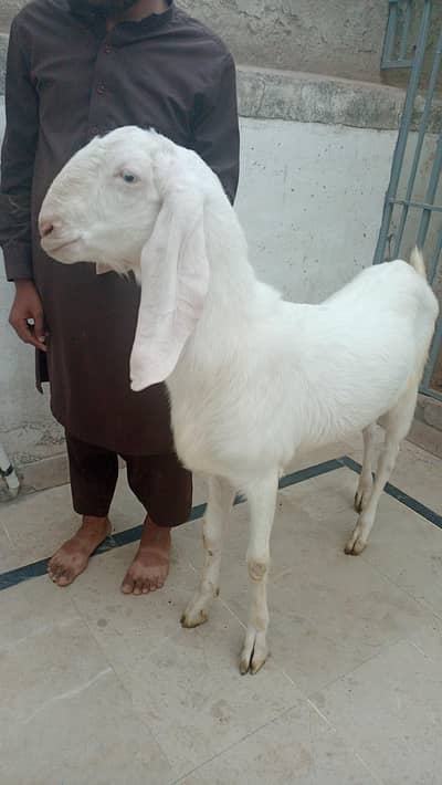 Rajan Puri bakra sale for Qurbani