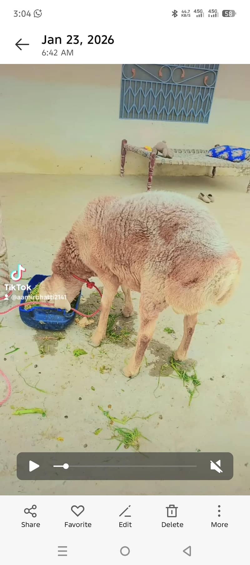 sheep 2