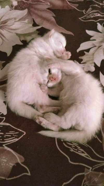 2 male kittens for sale in faisalabad