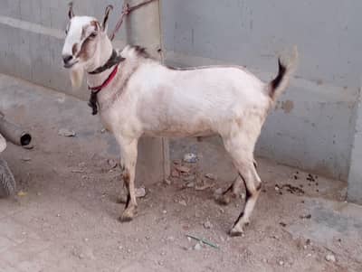Teddi,tady,tedi,teda,breeder Bakra,ablak,2 dant,andu,ando