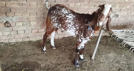 Bakra