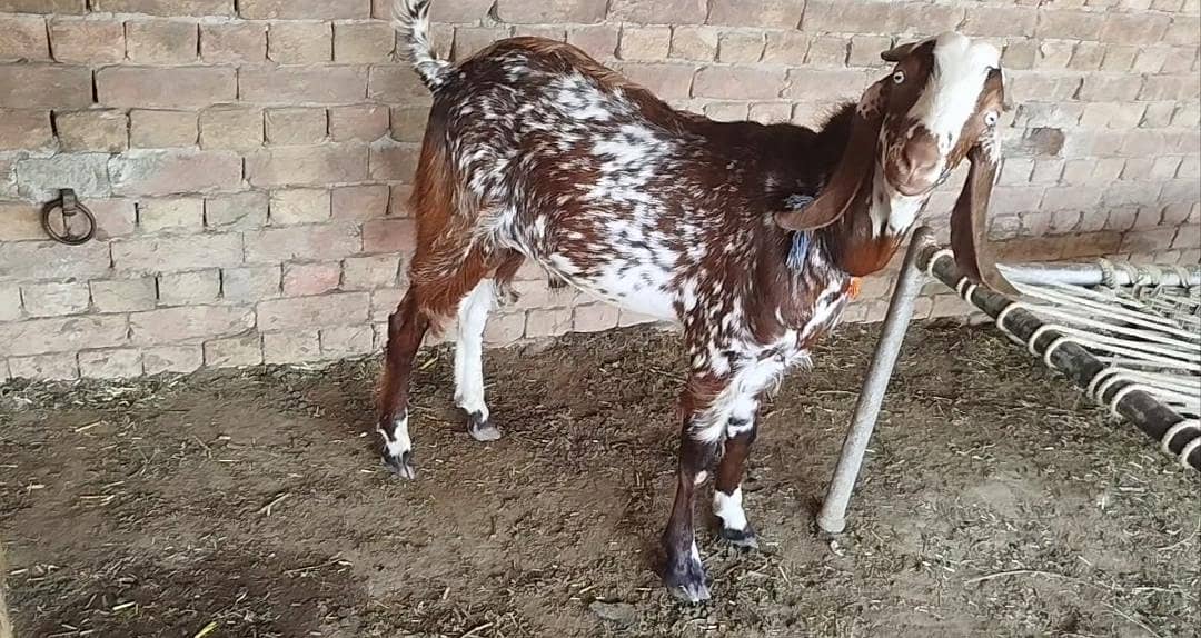 Bakra 0