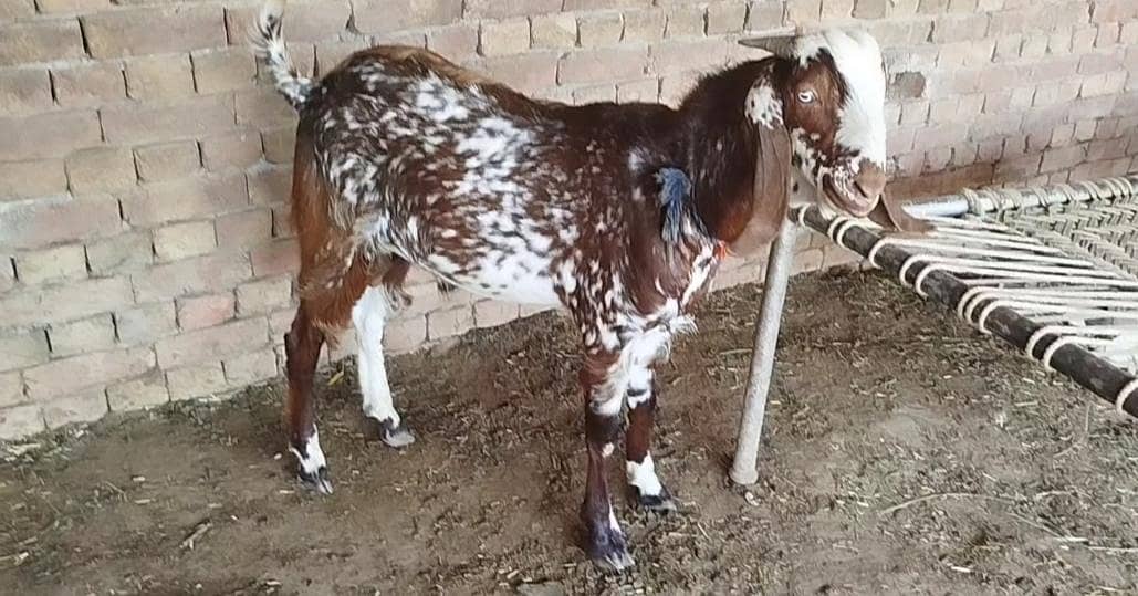 Bakra 1