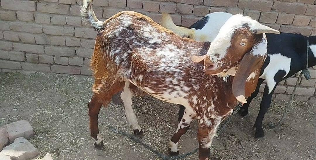 Bakra 2