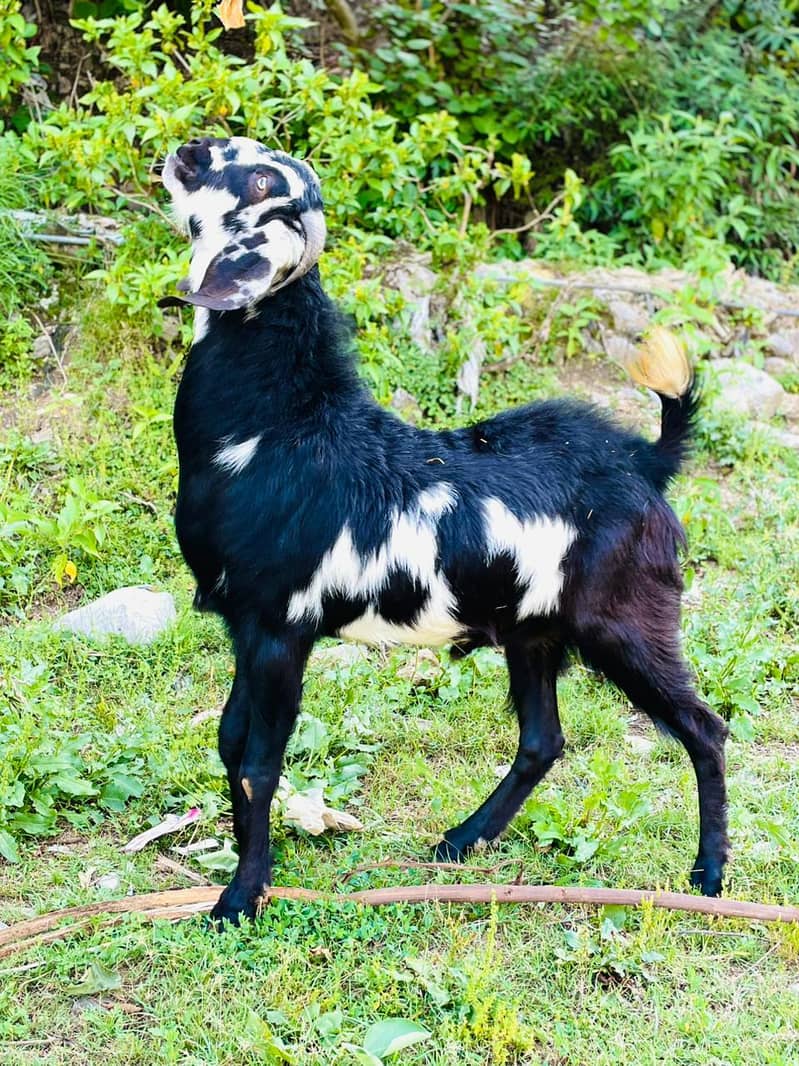 خوبصورت صحت مند  بکرا برائے فروخت 0