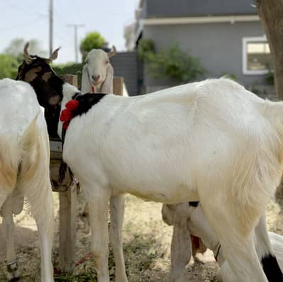 Qurbani Bakra