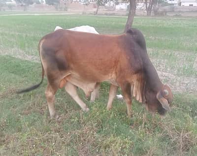 Desi Bull / Bachra / Wacha / Qurbani ka janwar / Qurbani 2026