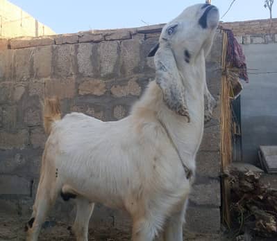 Qurbani ka lia Bakra for sale