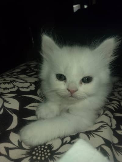 baby kitten