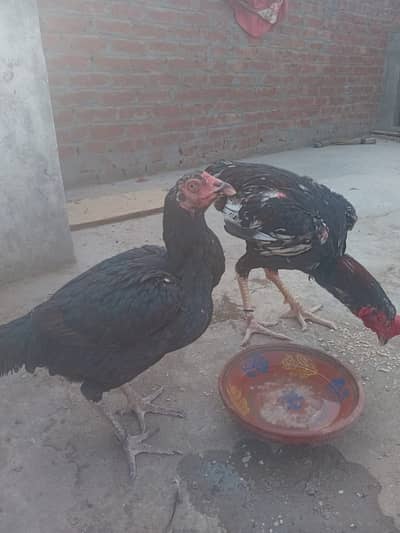 Mushki/Lakha Aseel Pair Available for Sale