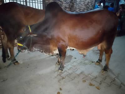 Qurbani Bull Full Heavy-Apny ghar kaa Full Tasalli k Sath-0313 8152395