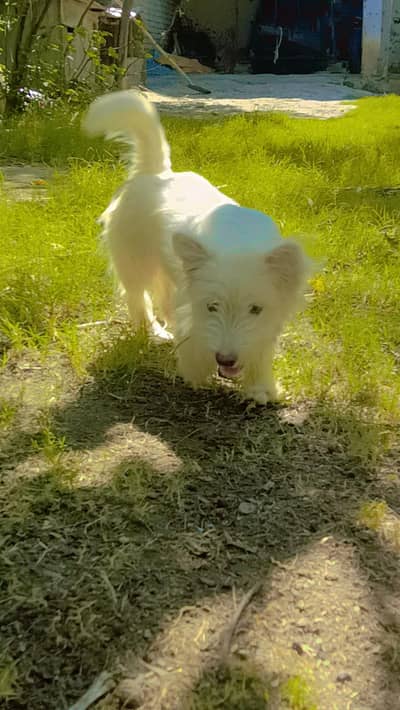 female for sale