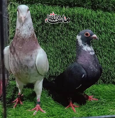 Beautiful Pigeon Breeder pair For Sale