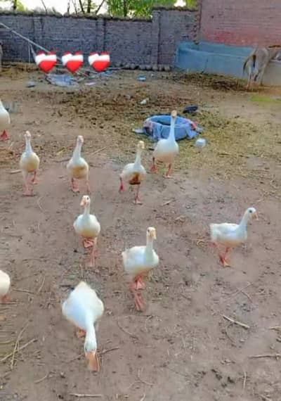 Beautiful Ducks