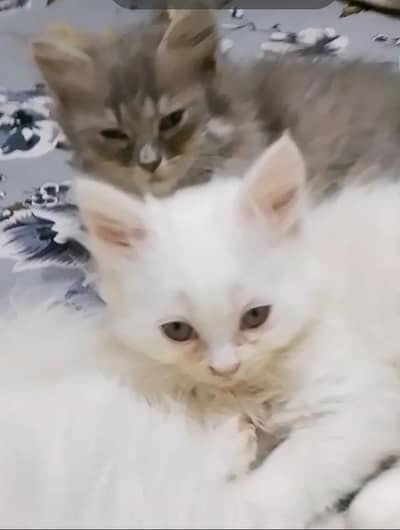 cats for sale