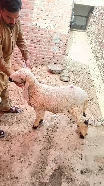 goats for sales