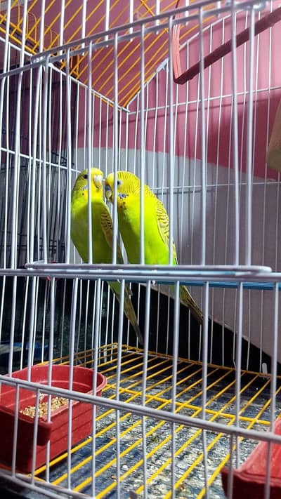 breeder pair hai