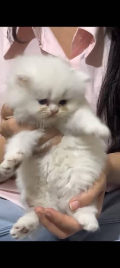 White Persian female cat