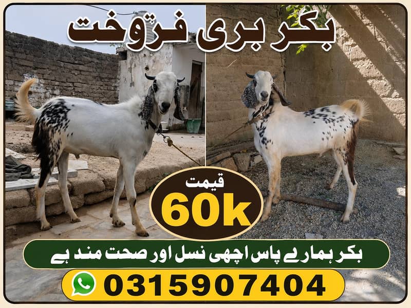 بکرا برائے قربانی فروخت کے لیے 0