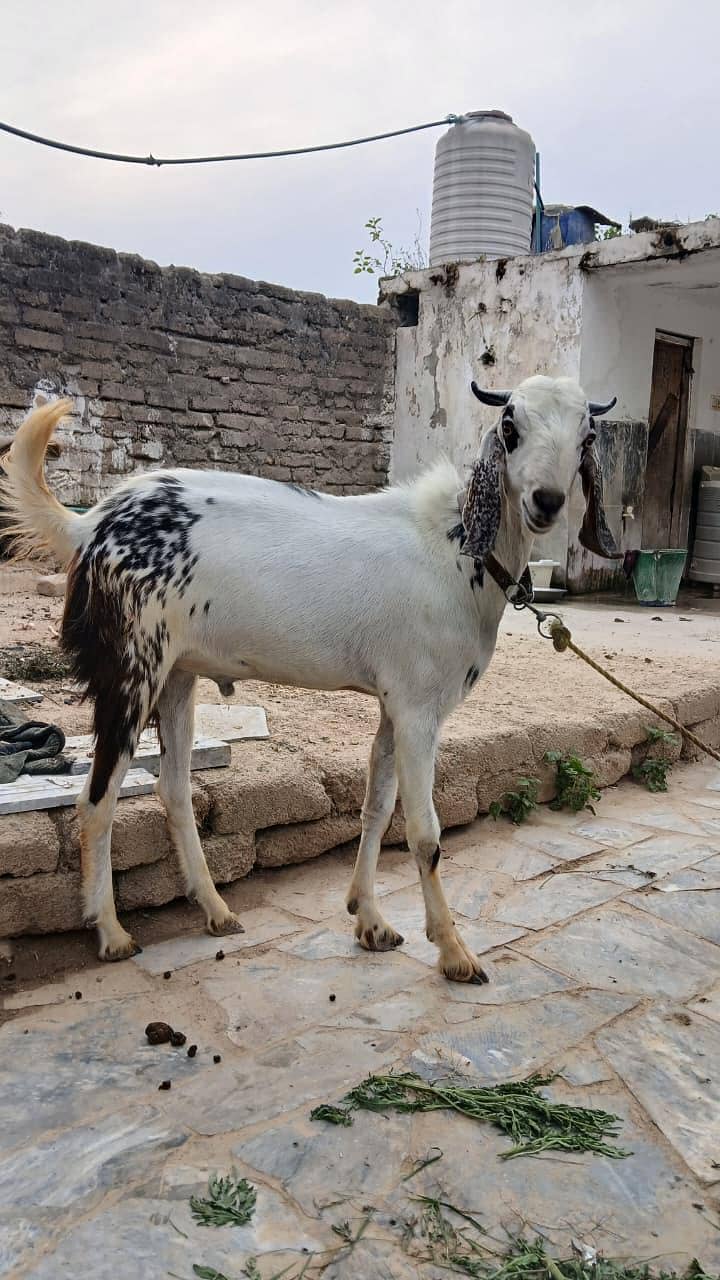 بکرا برائے قربانی فروخت کے لیے 1
