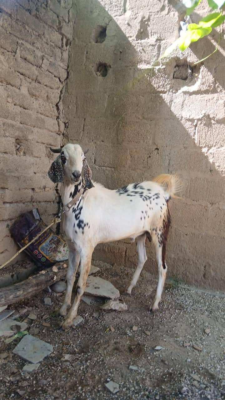 بکرا برائے قربانی فروخت کے لیے 2