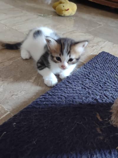 kitten's for sale each kitten 4000