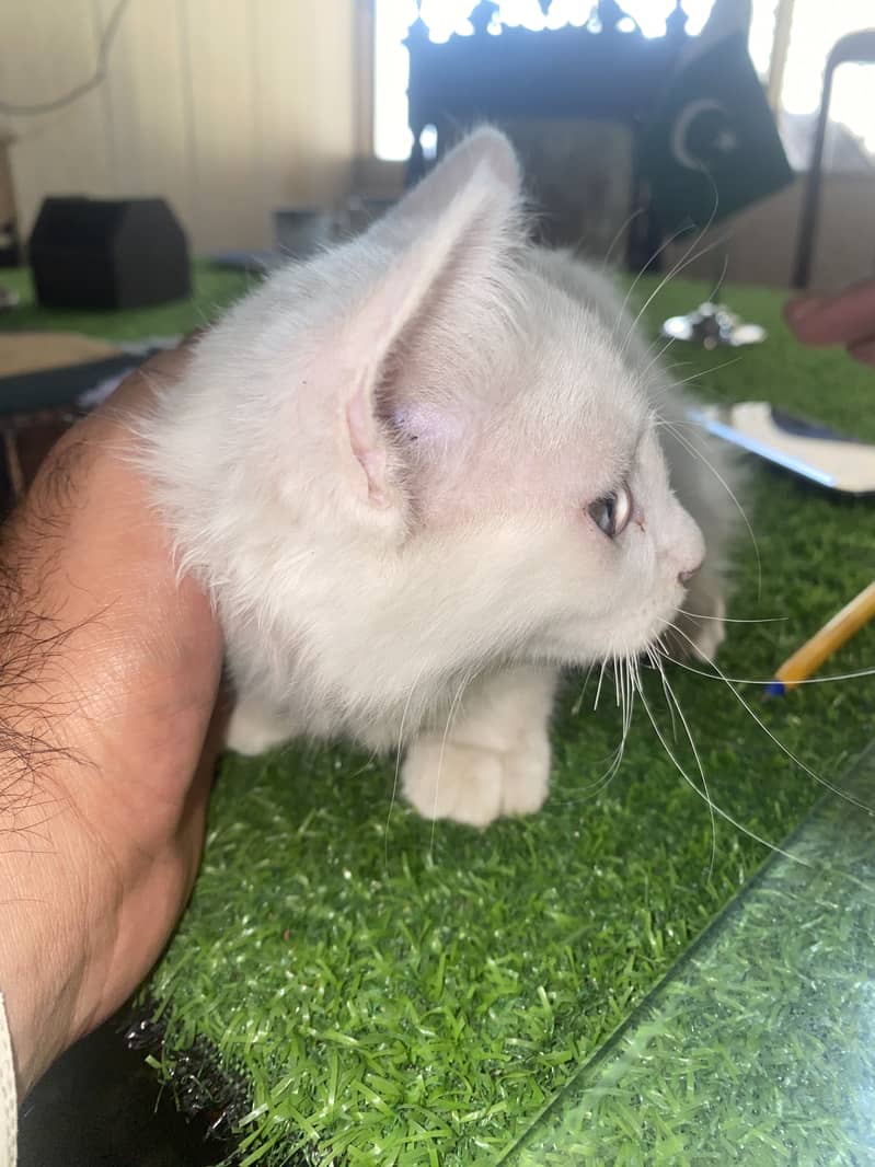 Persion cat 0