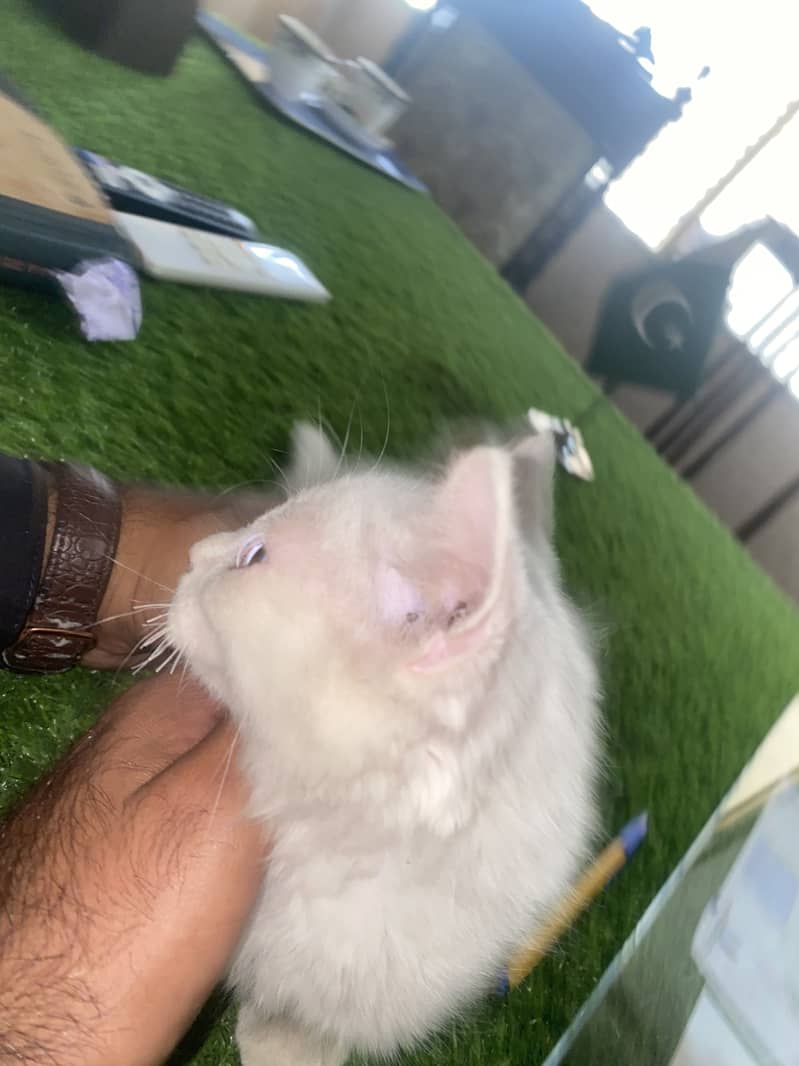 Persion cat 1