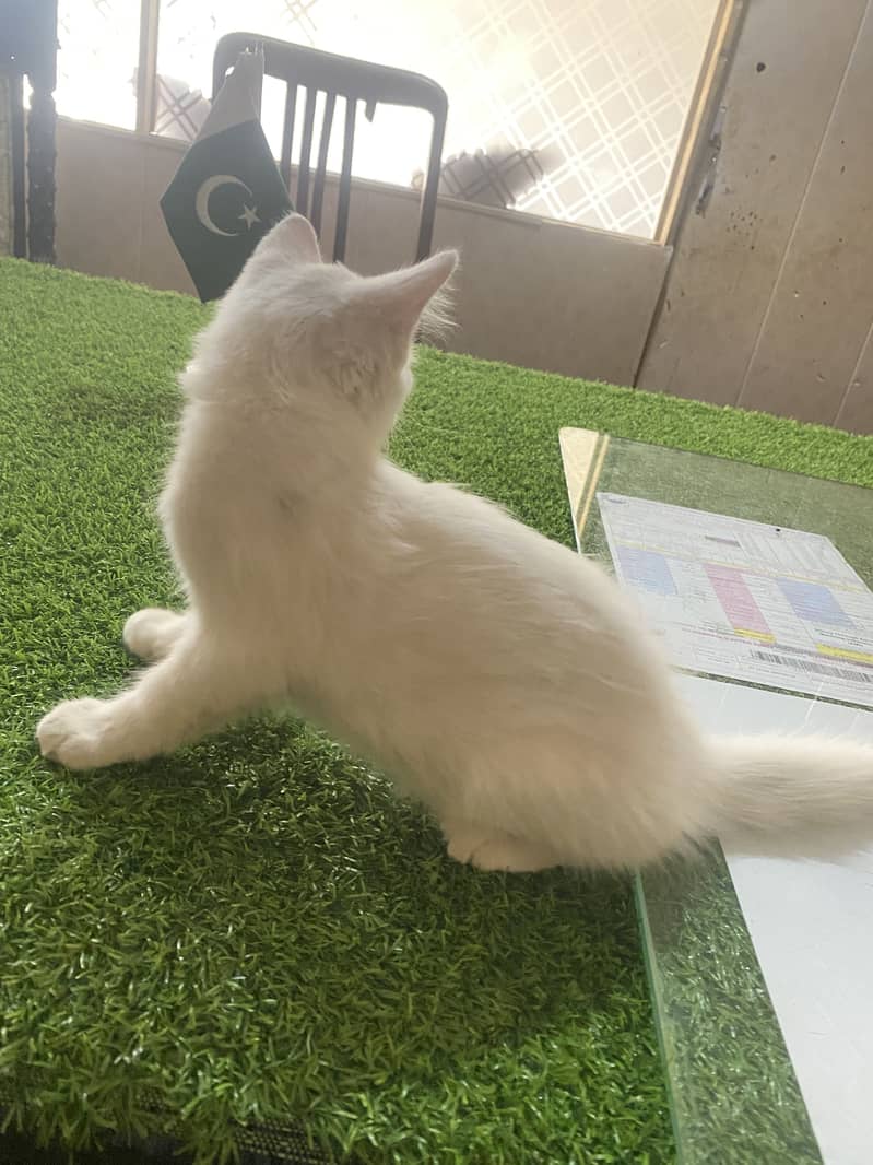 Persion cat 2