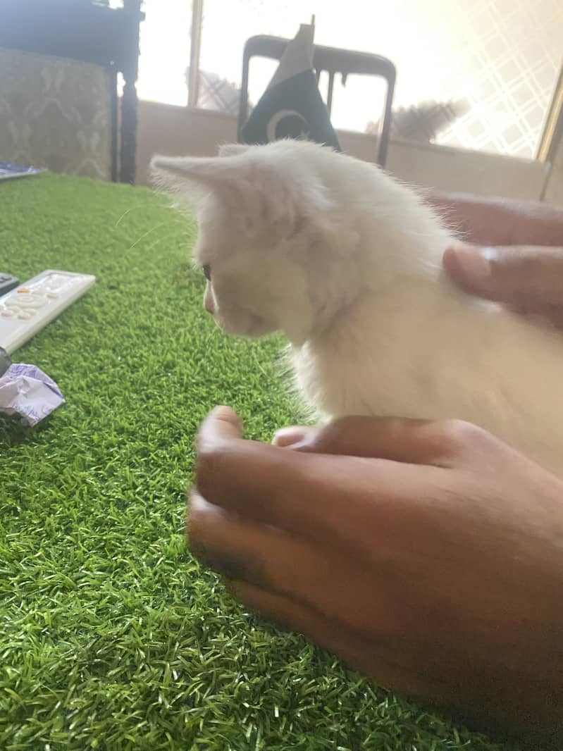 Persion cat 3