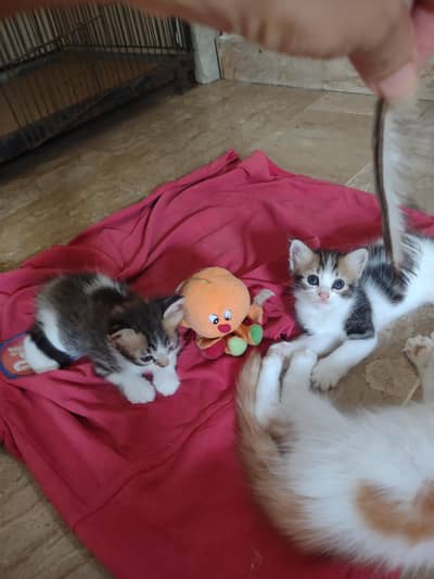 kitten's for sale each kitten 4000 Whatsapp 0341-2277579