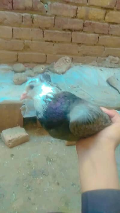 2 blackmqale brown fe male
