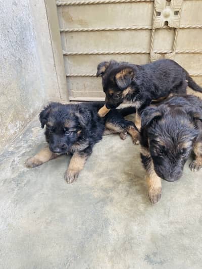 German shepherd long coat puppies