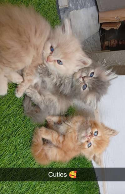 Persian cat