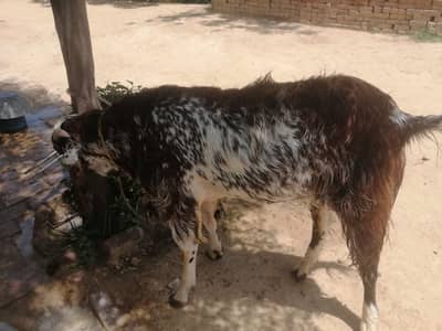 1.35 lac 2 dant Noushera khushab wadi e soon